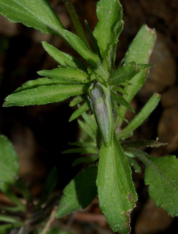 Viola arvensis